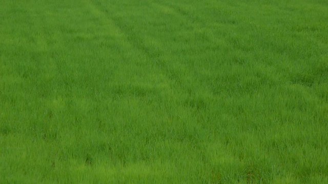 牧草の上を飛び交う燕