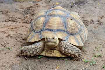 Tortoise on the dirty mud ground.