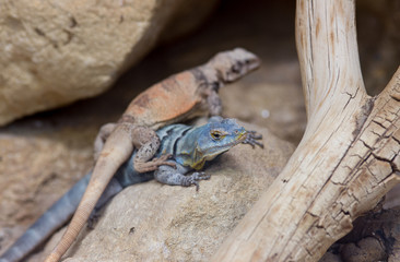 Two colorful lizards