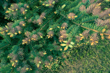 Coniferous tree, cedar or pine. Long green needles. Branches sway in a strong wind.