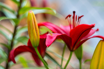 Kolorowe lilie © Janusz