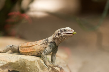 Obraz premium Chuckwalla lizard on rock