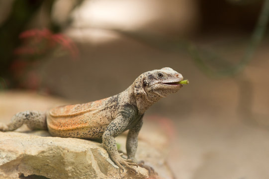 Chuckwalla Lizard On Rock