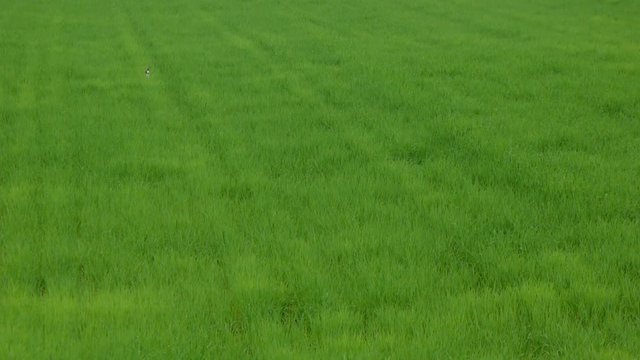 牧草の上を飛び交う燕