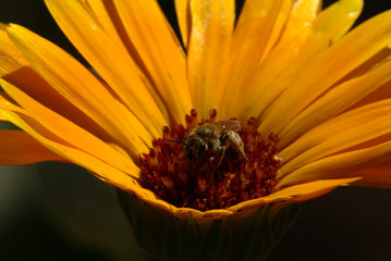 Blütenbesuch © Raystorm