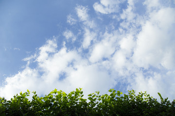 Obraz premium The blue sky and the white cloud are comfortable with the green foliage.