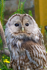 Tawny Owl macro