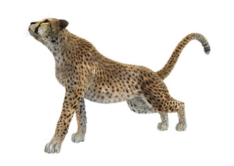 3D Rendering Cheetah on White