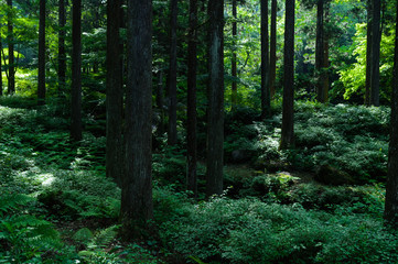 Fototapeta na wymiar 森　緑　大木　forest