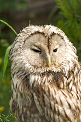 Tawny Owl macro