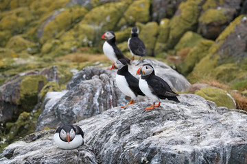 Fototapeta premium Papageientaucher auf den Farne Islands