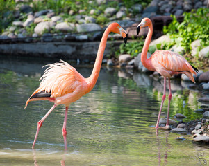 Pink flamingo on a pond in nature