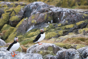 Papageientaucher - Farne Islands - Nestbau