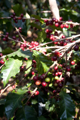 Coffee seeds on shrubs, in a plantation in northern Thailand