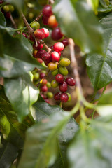 Coffee seeds on shrubs, in a plantation in northern Thailand