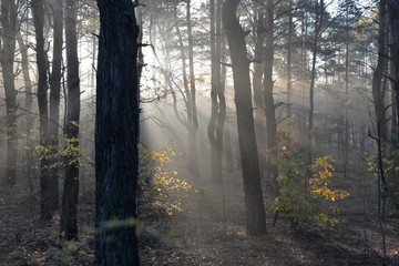 las jesienią © Dariusz
