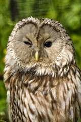 Tawny Owl macro