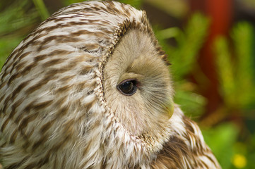 Tawny Owl macro
