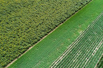 Sunflower and soybean fields © Budimir Jevtic