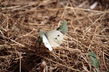 La piéride du choux