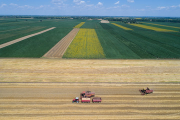 Combine harvesters working in golden wheat field