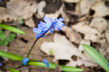 Scilla flowers on forest ground.