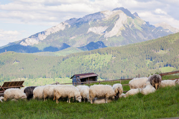 Beautiful Tatry Rusinowa Polana landscape © sitriel