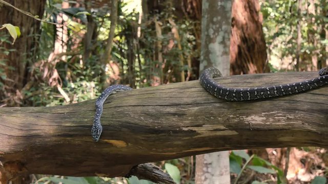 Snake reptile in rain forest Diamond Python (Morelia spilota)