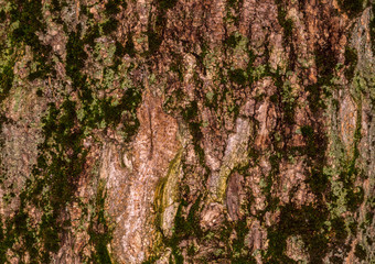 ruby wrinkled bark