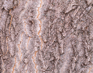 ruby wrinkled bark