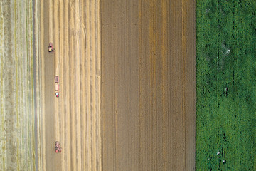 Combine harvesters working in golden wheat field