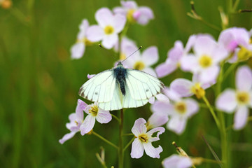 Schmetterling auf rosa Blüte