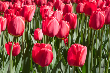 Group and close up of red single beautiful tulips growing in the garden