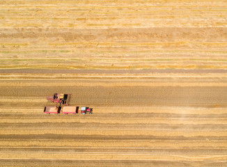 Combine harvester working in golden wheat field