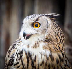 Portrait of an eagle owl at the zoo