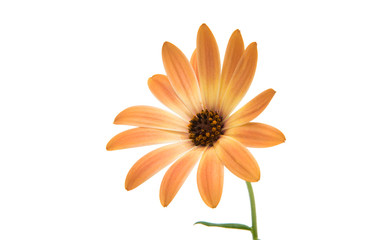 Cape daisies isolated