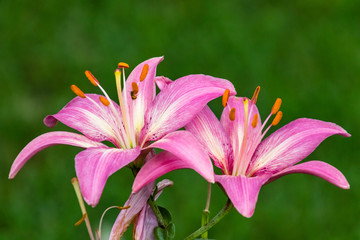 last two pink lilies have finally opened