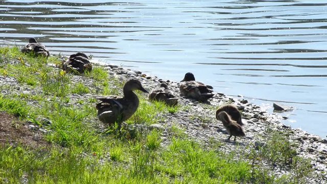 Mamma anatra con anatroccoli in riva al fiume, si puliscono le penne