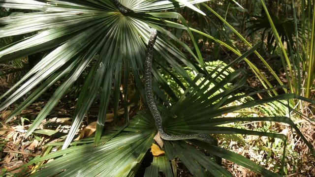 Snake reptile in rain forest Diamond Python (Morelia spilota)