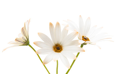 Cape daisies isolated