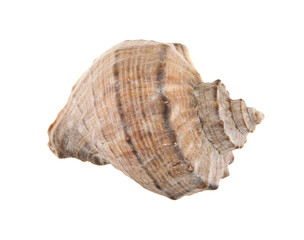 Seashells isolated on white background