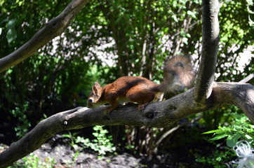 Obraz premium Squirrel on a branch