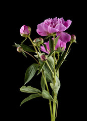 Peony flowers on a black background