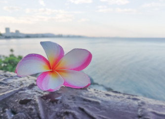 Plumeria flowers on wooden background