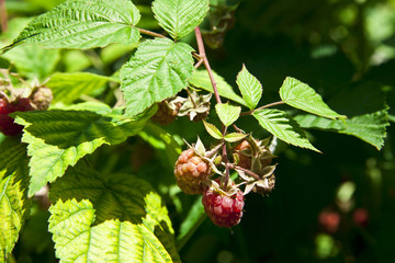 Raspberry bushes with berries in the garden