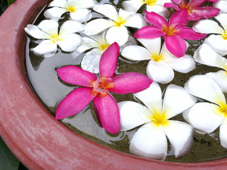  Plumeria petals in the tub