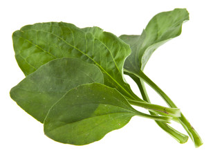 Plantain leaves isolated on white background closeup