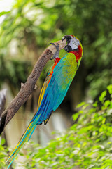 parrot