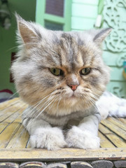 Fototapeta premium Thai cat on the floor