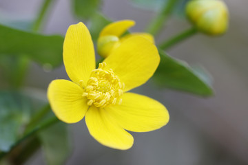 Blüte der Sumpfdotterblume (Caltha palustris)